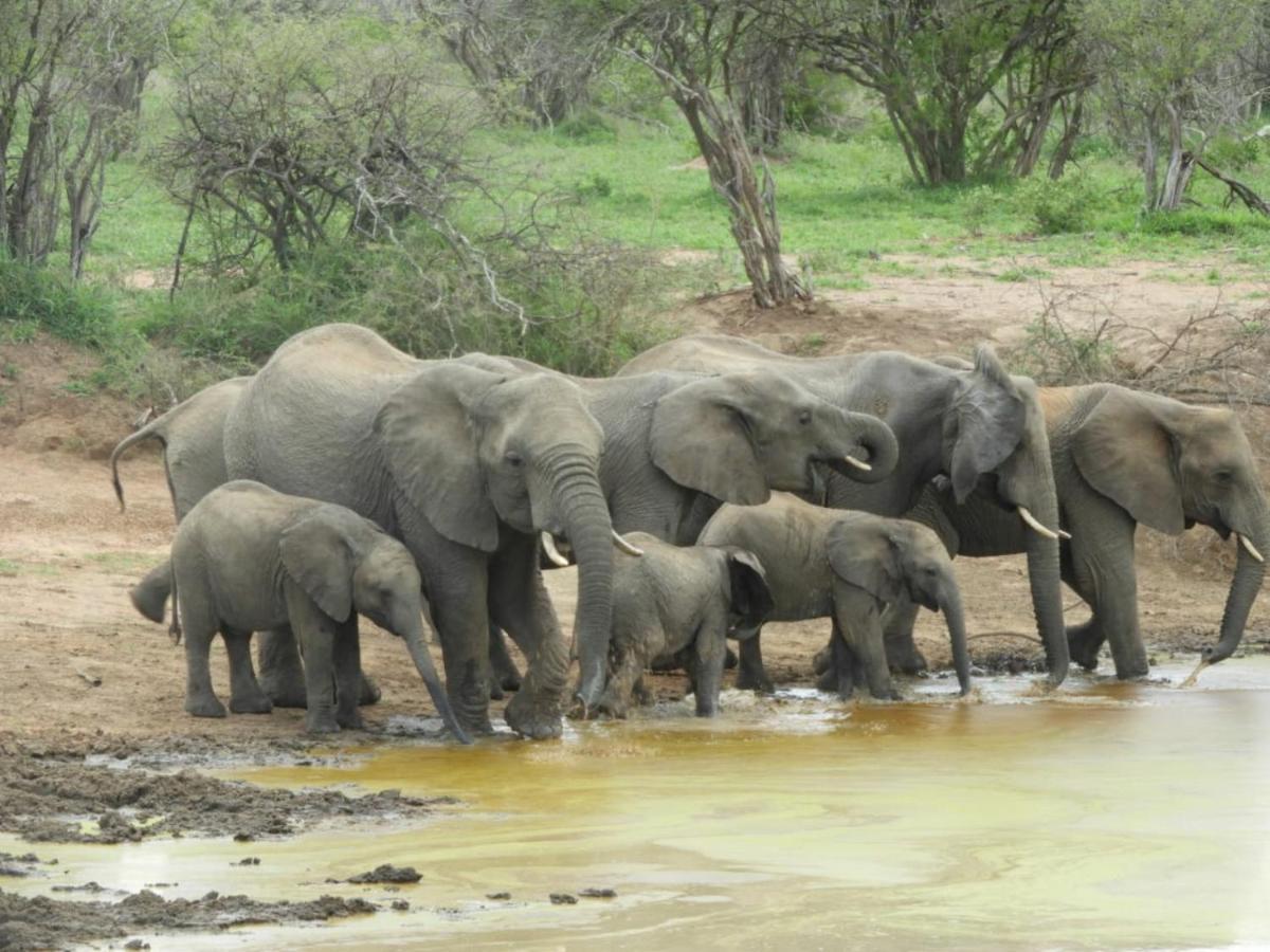 Bongan Safari Lodge Mbabat Екстериор снимка